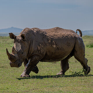 Solio - Southern white rhino